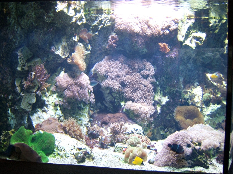 sortie du 01 juillet aquarium de lyon (allez voir tres bien) Dscf3113