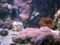sortie du 01 juillet aquarium de lyon (allez voir tres bien) Dscf3011