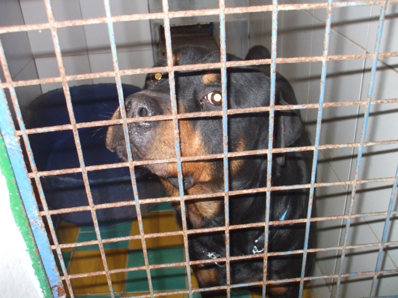 PONGO Rott mle de 6 ans cage 34 LL => RDE Dscf3127