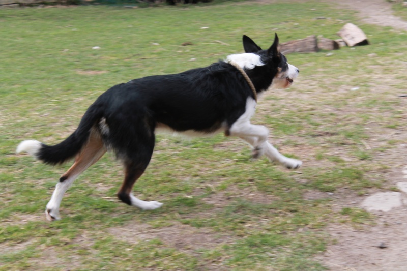 Joker X border Collie né le 3 Janvier 2013 Img_5012