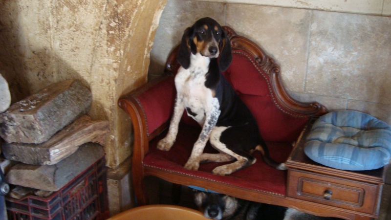 3 jeunes chiennes type grand anglo-francais née en 11.2014 Lassie10