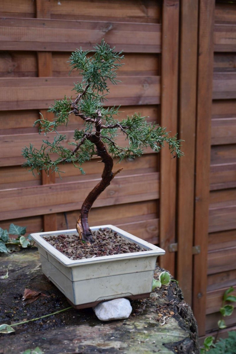 Juniperus Dsc_0023