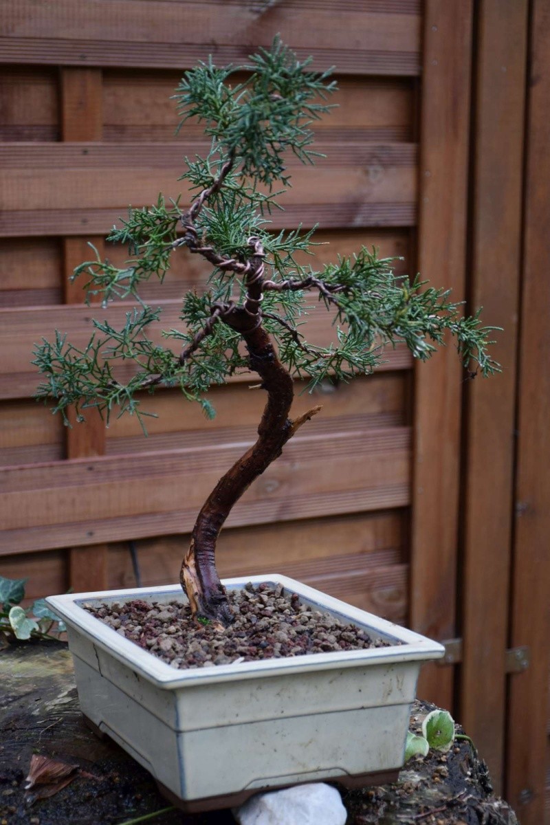 Juniperus Dsc_0025