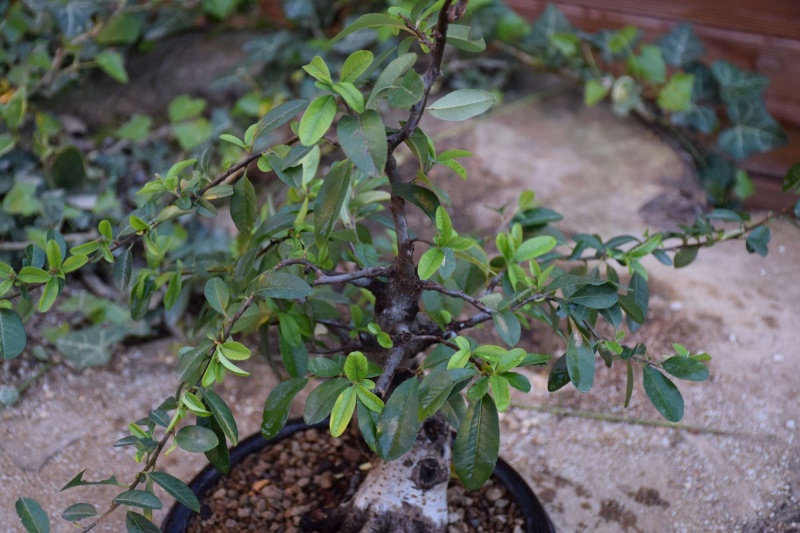 pyracantha Dsc_0072