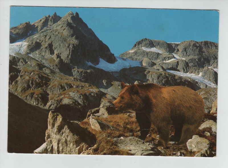 l'OURS dans les cartes postales - Page 27 Carte_12