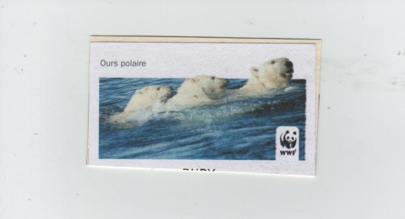 Ursus maritimus : l’ours polaire - Page 3 Ours_b11