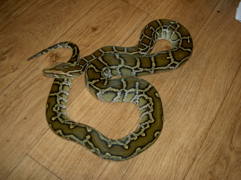 Python molurus bivittatus. ® Pict7610