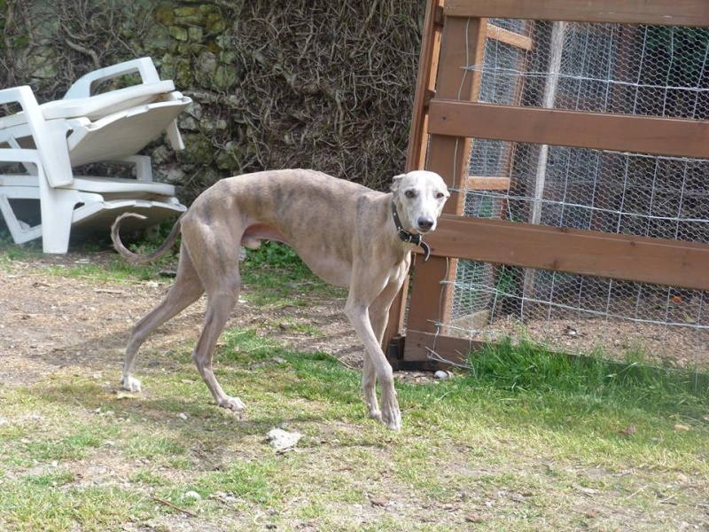 Herley whippet à l'adoption Adopté  11094710