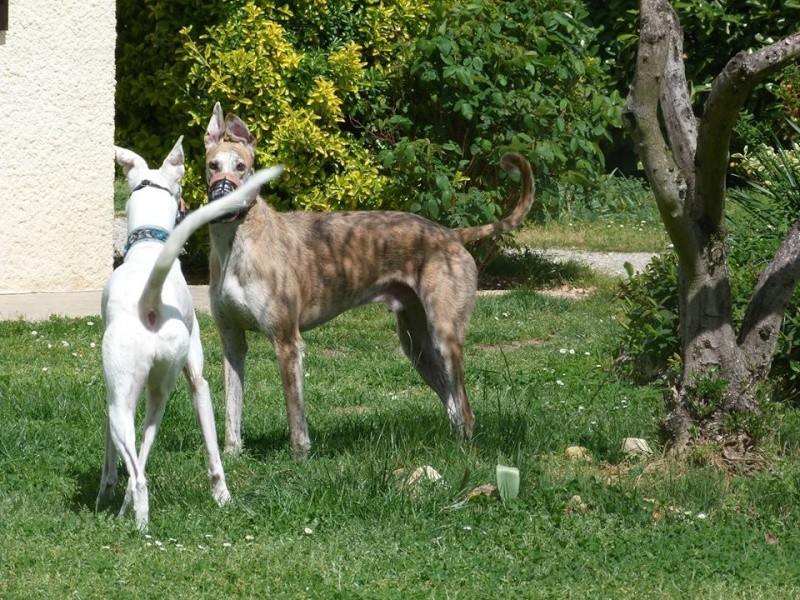 Notre beau et gentil duque de nouveau à l'adoption Adopté Duque_12