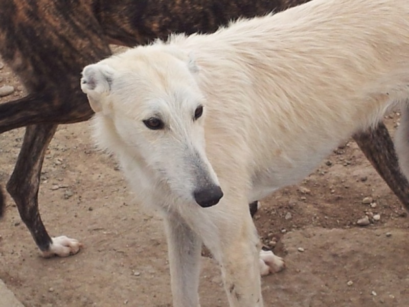 Lily belle barbuda creme douce et calme "Scooby France" Adoptée  Lily_110