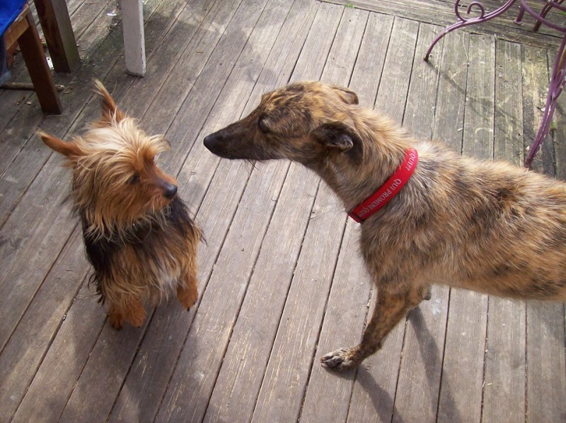 Max ,petit yorck de 11 mois à l'adoption "Scooby France" Adopté Max_yo13