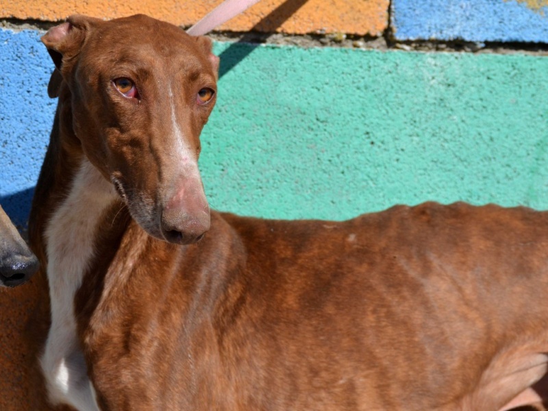 Othello galgo Scooby France – Adopté/devenu OTTO Othell11