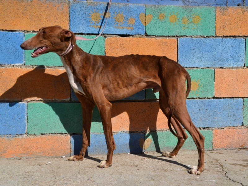 Othello galgo Scooby France – Adopté/devenu OTTO Othell13