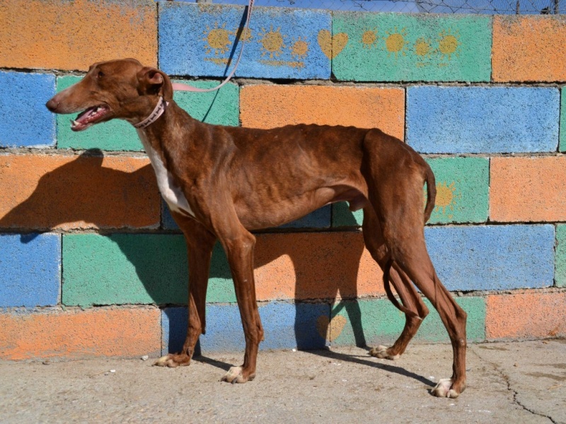 Othello galgo Scooby France – Adopté/devenu OTTO Othell13