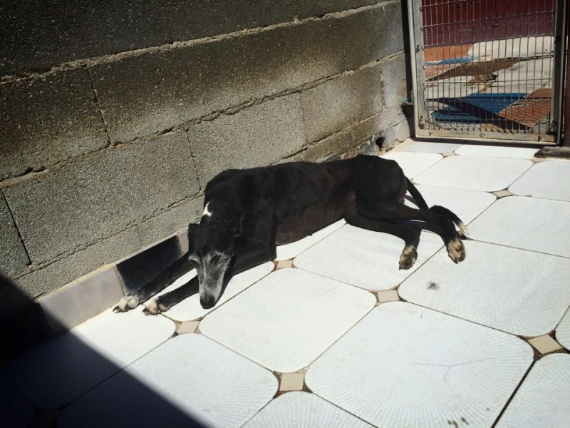 Raya (veneziana) galga noire et blanche 6 ans Scooby France  Adoptée  - Page 4 Raya_810