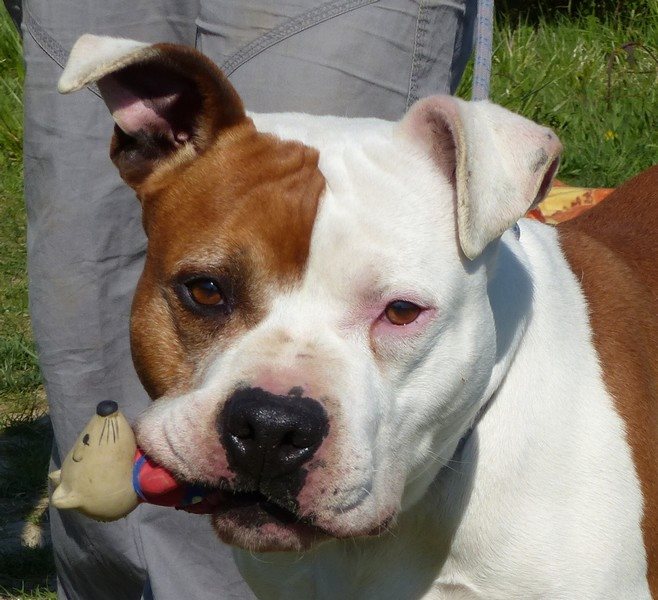 HAPPY, mâle American staff (amstaff), fauve et blanc LOF 11012910