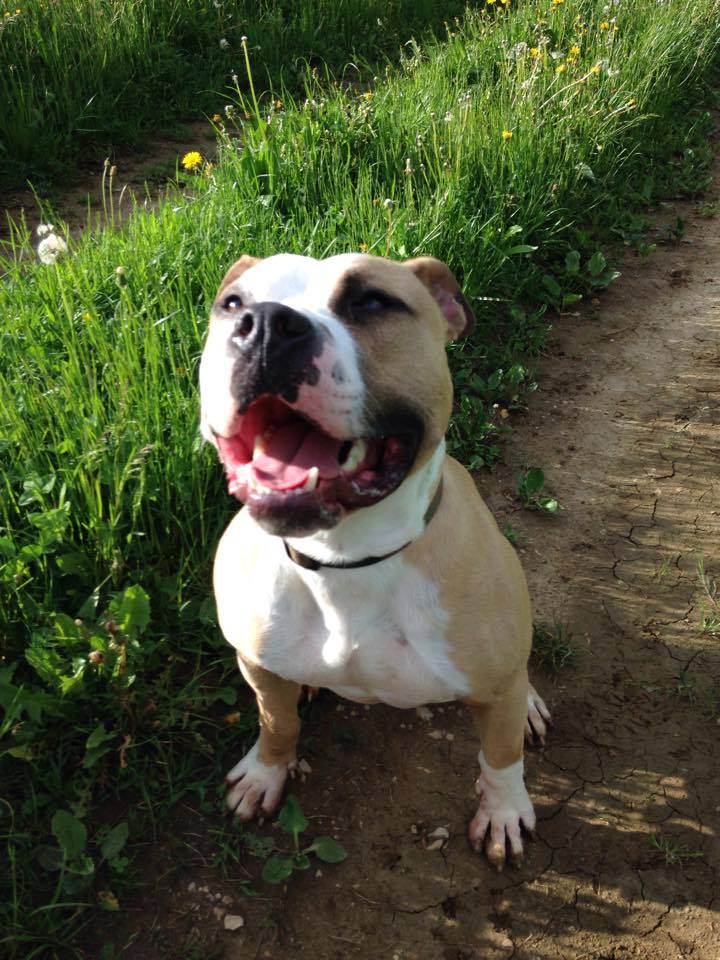 CARAMEL, mâle type American staff (amstaff), beige et blanc (ADOPTABLE EN SUISSE UNIQUEMENT)  11188310