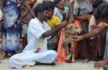 Un Indien se marie  une chienne pour chasser une maldictio 63194210