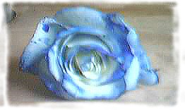 vraix rose bleue Sans_t10