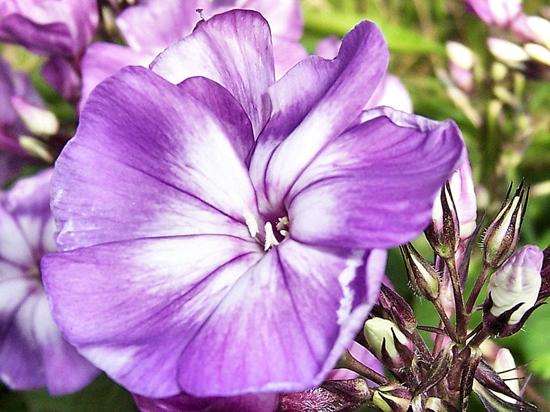 Pretty Purple Flower Flower10