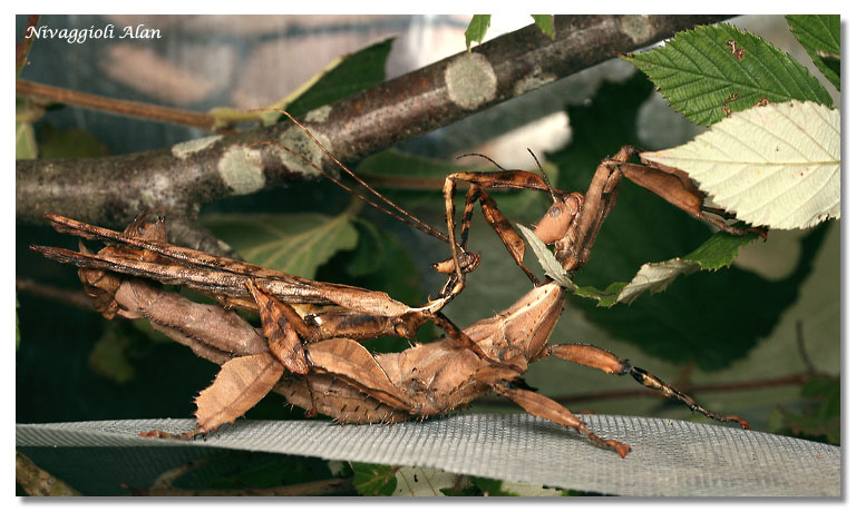 Extatosoma tiaratum - accouplement et L1 E_tiar10