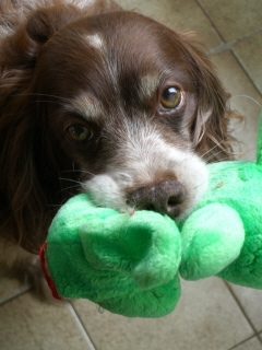 BOB ET LYS MES AMOURS DE CHIENS LES PLUS BEAUX AU MONDE NANANERE !!! Vlc910