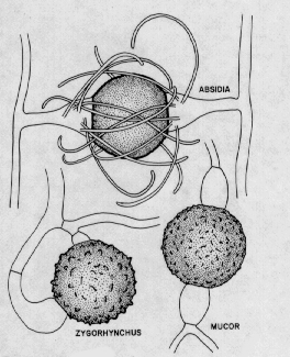 ^ ^ G e n u s  M u c o r ^ ^ Mucor211