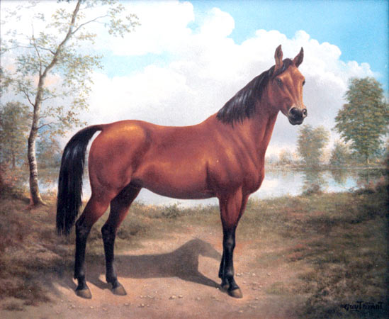 cheval de Zefloz9 Sultan10