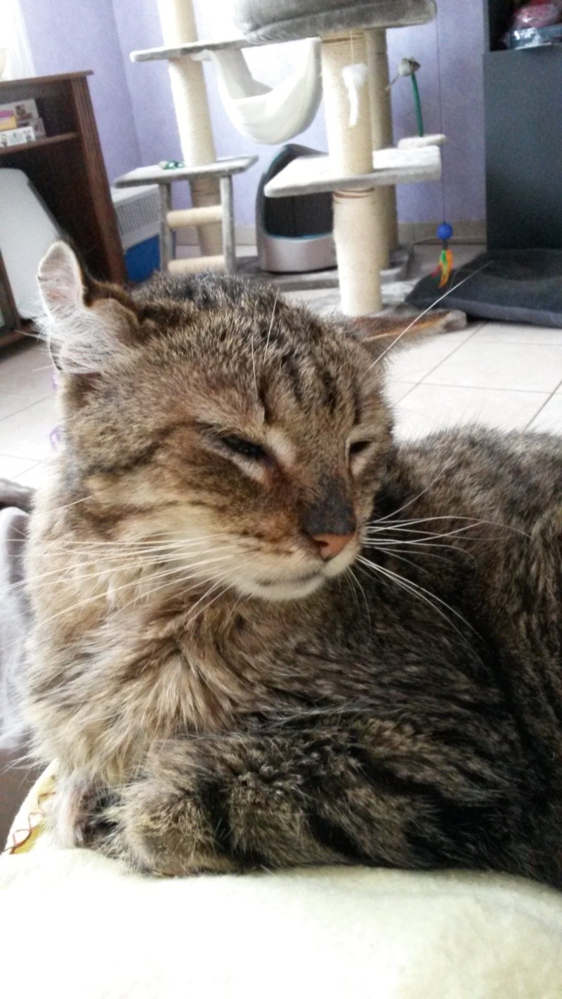 Gros Matou / Shishoo le chat doux, tigré de 10 ans, vieux chat libre cherche FA --> chez Fluch, merci ! 2015-024