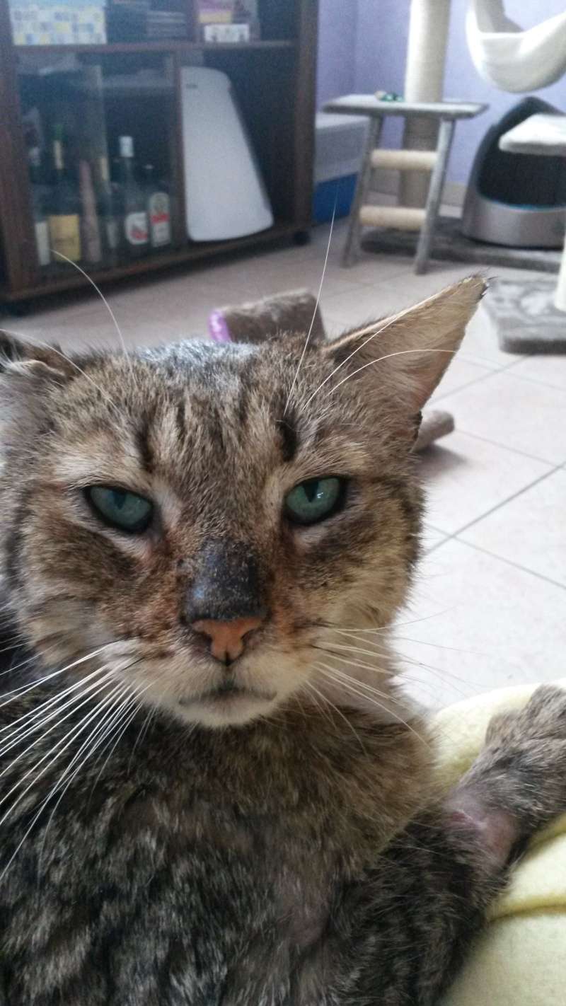 Gros Matou / Shishoo le chat doux, tigré de 10 ans, vieux chat libre cherche FA --> chez Fluch, merci ! 2015-025