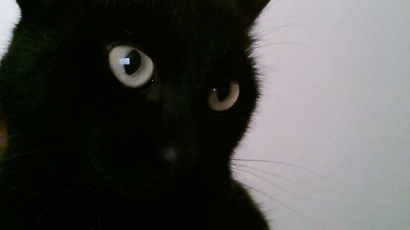 Maouss, adorable chat noir, né en 2013 Maouss12