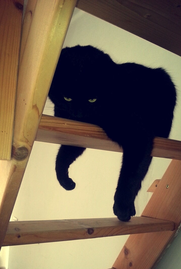 Maouss, adorable chat noir, né en 2013 Maouss15
