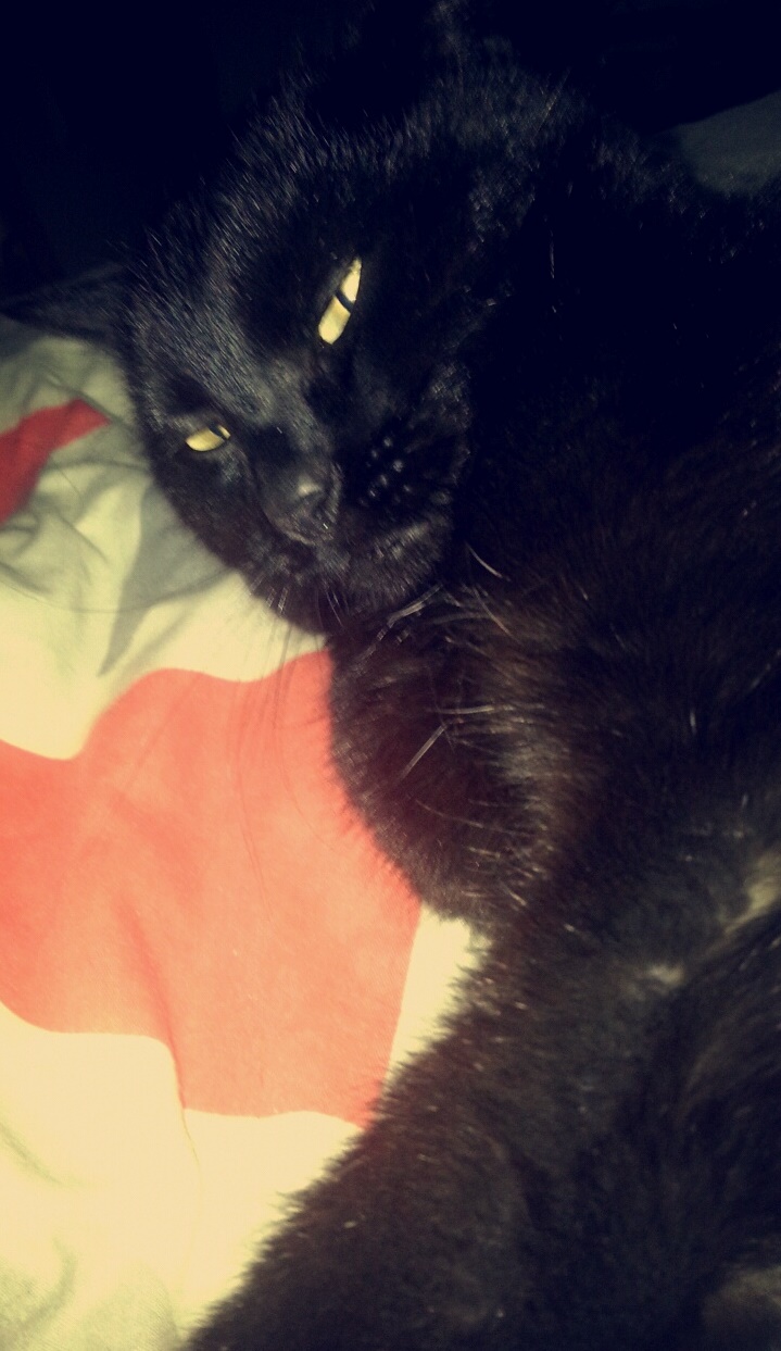 Maouss, adorable chat noir, né en 2013 Maouss16