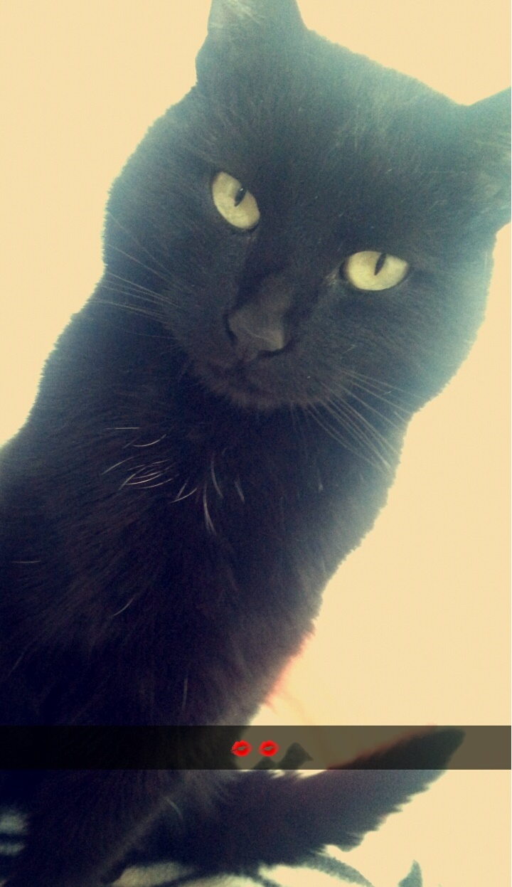 Maouss, adorable chat noir, né en 2013 Maouss17