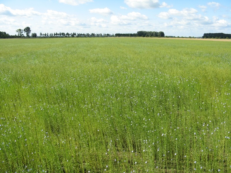 vlas in ijzendijke (Zeeuws-Vlaanderen) - 28.06.2007 2110