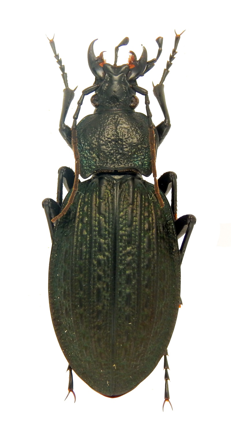 C. (Macrothorax) rugosus ssp. boeticus, Deyrolle 1852 Dscn6410