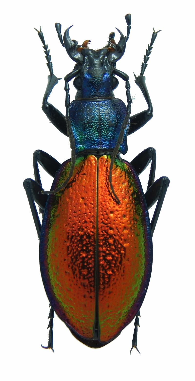 C. ( Chrysocarabus ) hispanus ssp. hispanus ( = canui )   Hispan10