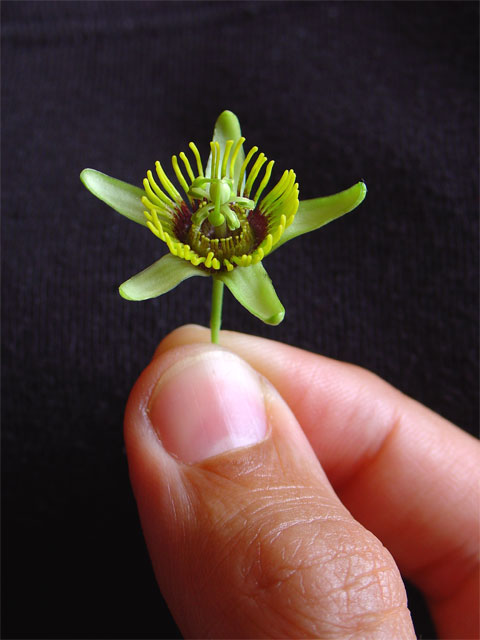 Passiflora coriacea Subero10