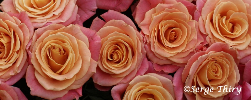 Roses Serge Roses_10