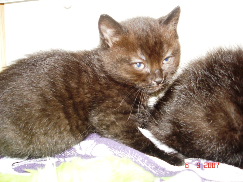 Pour 2 chatons 01910