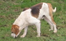 86- URGENT papy beagle de 10 ans Beagle18