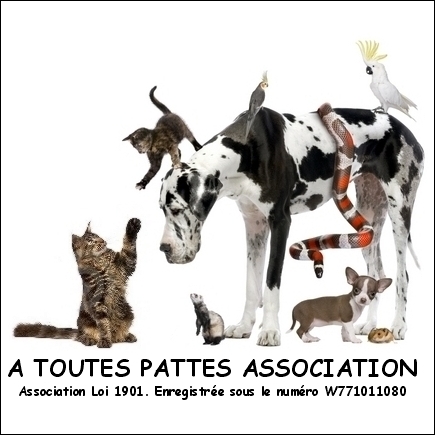 ASSOCIATION A TOUTES PATTES 