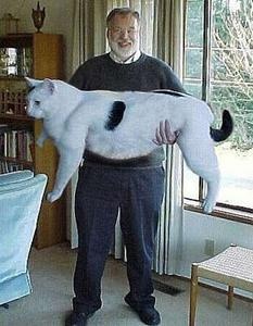 Le Chat Le Plus Gros Du Monde Le Chat Le Plus Gros Du Monde