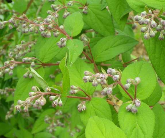 Deutzia........et si nous en parlions !!!! 03052027