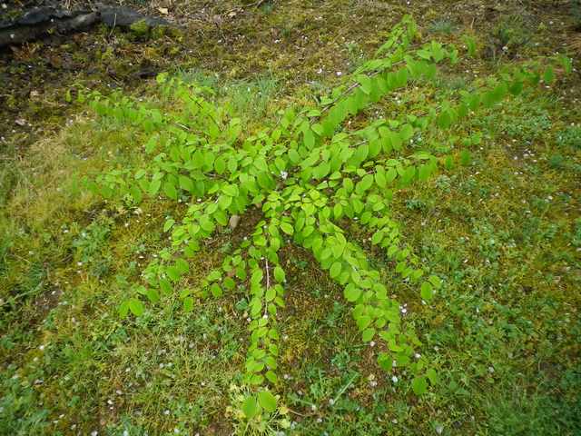 Viburnum plicatum 'Lanarth' !!! 17042025