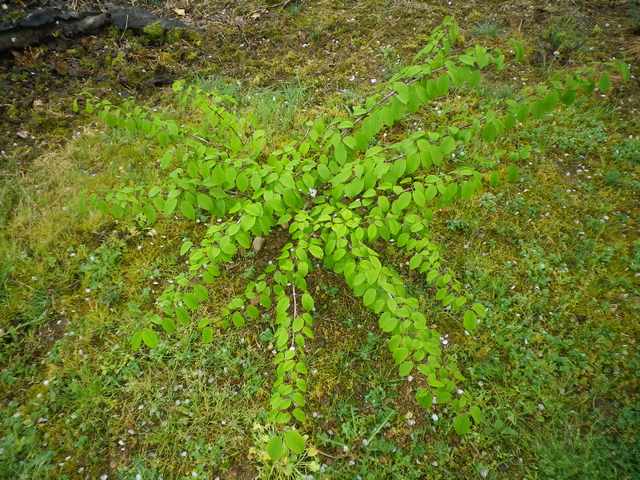  Viburnum plicatum 'Lanarth' !!! 17042025