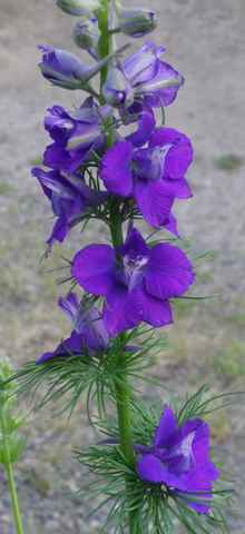 Delphinium !!! - Page 2 18052012