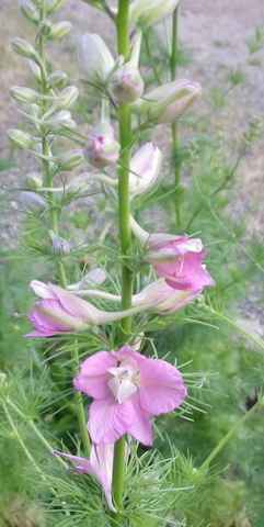 Delphinium !!! - Page 2 18052013