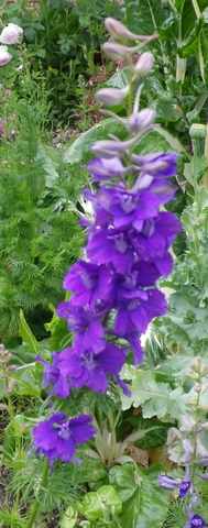 Delphinium !!! - Page 2 22052010