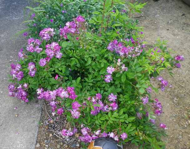 Rosa 'Veilchenblau' ! 27052018